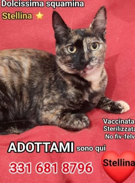 Micina squamina e sorella nera 8/9mesi ROMA
