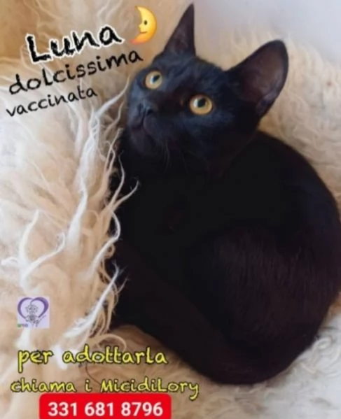 Micina squamina e sorella nera 8/9mesi ROMA | Foto 0