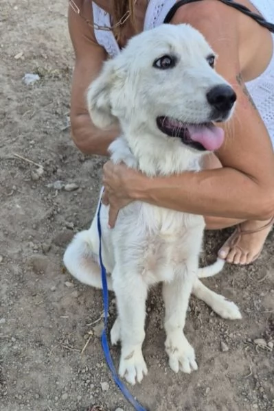 Giovane bianco salvato pelle ed ossa URGENTEEEE