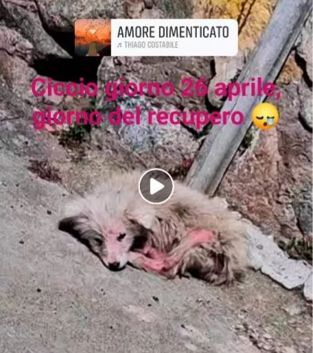 Giovane bianco salvato pelle ed ossa URGENTEEEE | Foto 1