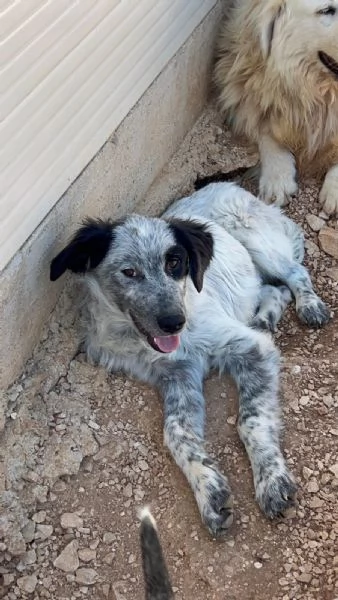 Pierino/Matilde/Dado 9mesi crescono senza richieste! Bari