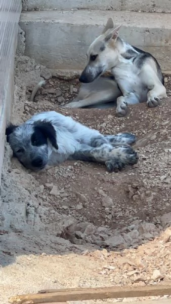 Pierino/Matilde/Dado 9mesi crescono senza richieste! Bari | Foto 5