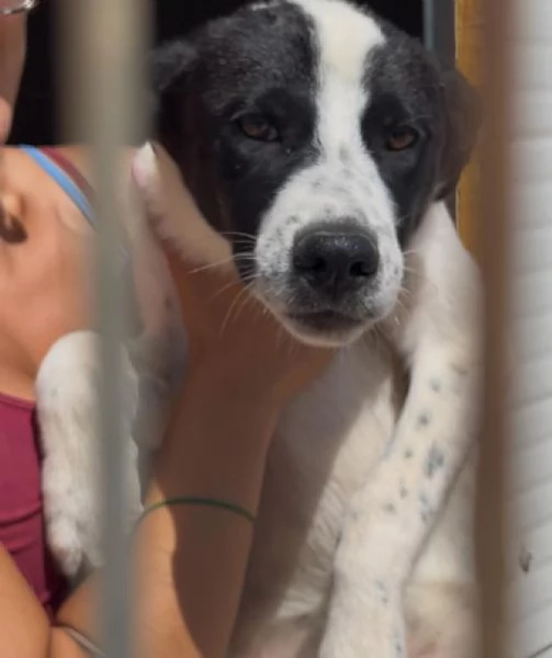 Pierino/Matilde/Dado 9mesi crescono senza richieste! Bari | Foto 4