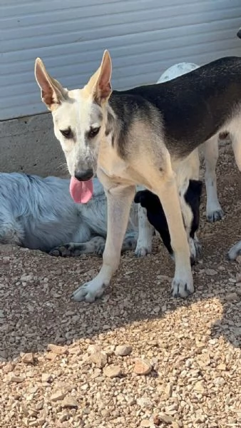 Pierino/Matilde/Dado 9mesi crescono senza richieste! Bari | Foto 3