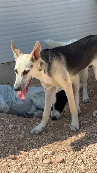 Pierino/Matilde/Dado 9mesi crescono senza richieste! Bari | Foto 2