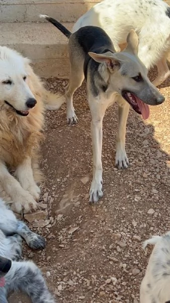 Pierino/Matilde/Dado 9mesi crescono senza richieste! Bari | Foto 1