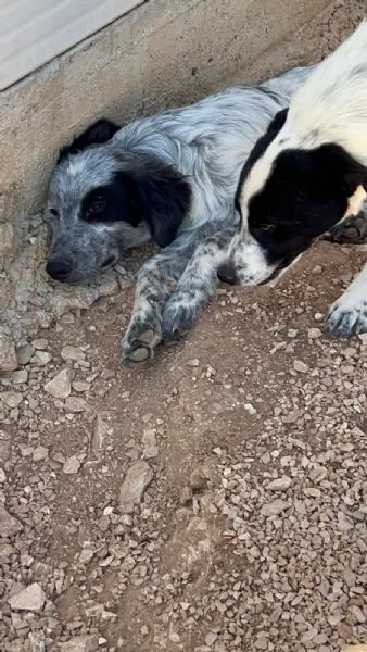 Pierino/Matilde/Dado 9mesi crescono senza richieste! Bari | Foto 0