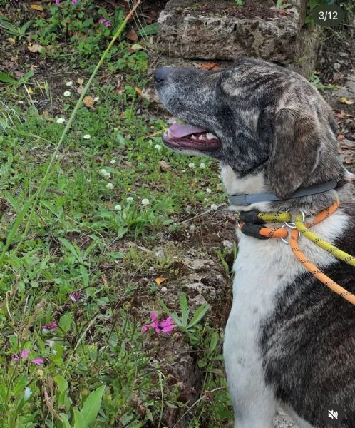 Luna 18mesi rinata pronta x l'adozione. ROMA | Foto 5