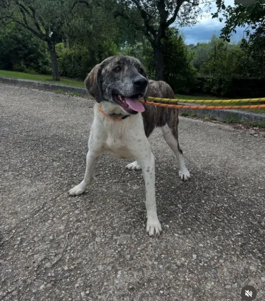 Luna 18mesi rinata pronta x l'adozione. ROMA | Foto 4