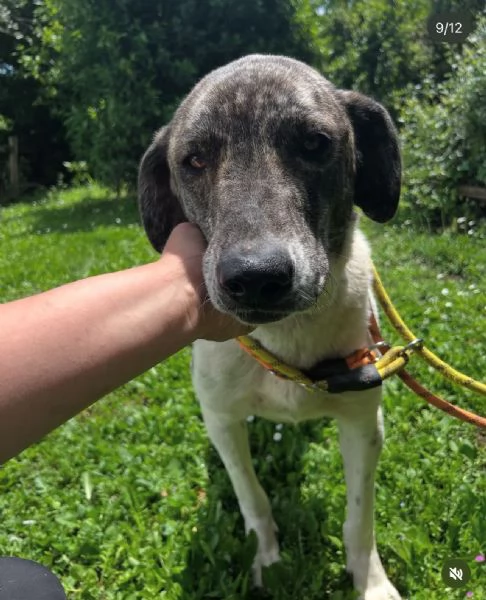 Luna 18mesi rinata pronta x l'adozione. ROMA | Foto 3