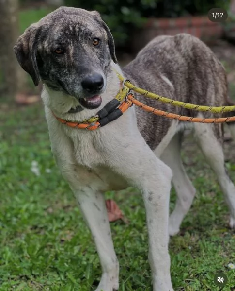 Luna 18mesi rinata pronta x l'adozione. ROMA