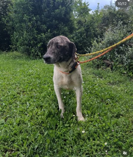 Luna 18mesi rinata pronta x l'adozione. ROMA | Foto 1