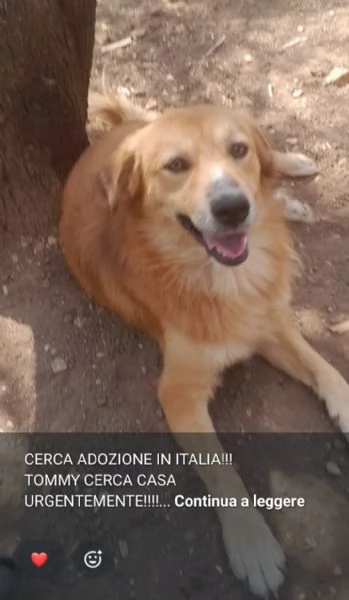 Tommy 18 mesi kg13 in pericolo!URGE AIUTO 