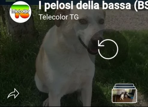 Mix Labrador femmina 3anni e 1/2 aspetta da 2anni | Foto 6
