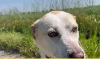 Mix Labrador femmina 3anni e 1/2 aspetta da 2anni | Foto 5