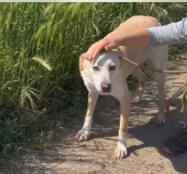 Mix Labrador femmina 3anni e 1/2 aspetta da 2anni | Foto 4