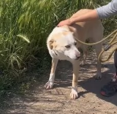 Mix Labrador femmina 3anni e 1/2 aspetta da 2anni | Foto 3