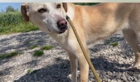 Mix Labrador femmina 3anni e 1/2 aspetta da 2anni | Foto 1