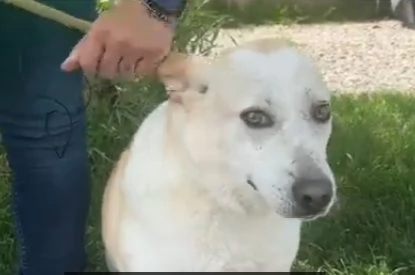 Mix Labrador femmina 3anni e 1/2 aspetta da 2anni | Foto 0