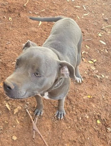 Pitbull terrier femmina 2anni buonissima SICILIA 