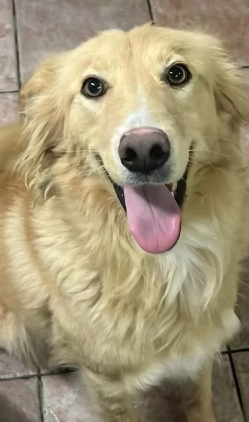 Blondie 18mesi tg contenuta finita in canile.SICILIA | Foto 5