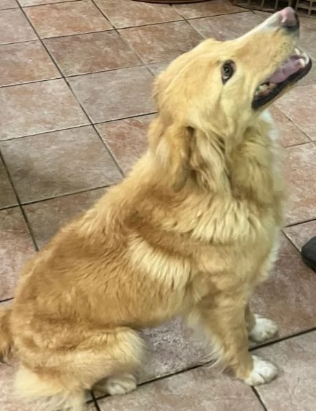 Blondie 18mesi tg contenuta finita in canile.SICILIA | Foto 4