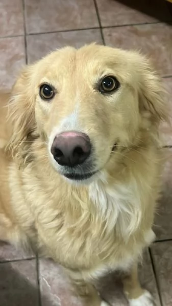 Blondie 18mesi tg contenuta finita in canile.SICILIA | Foto 3