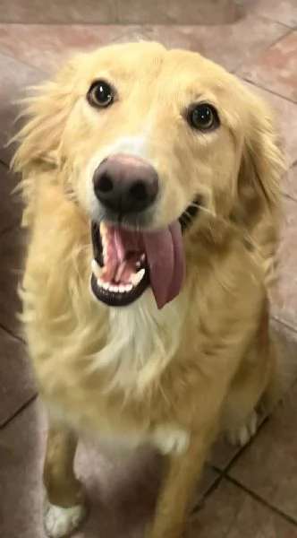 Blondie 18mesi tg contenuta finita in canile.SICILIA