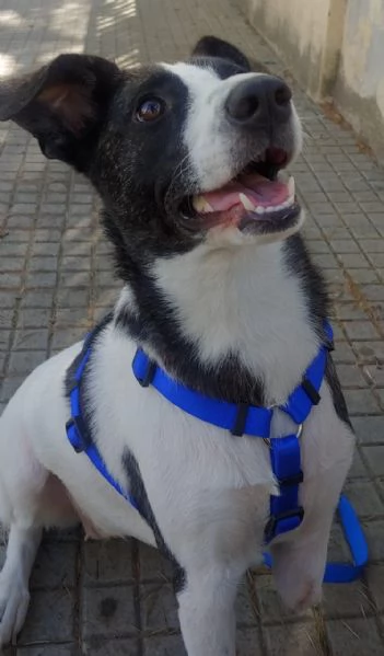 Luce femmina 3anni kg15 TRIPODE URGENTE STALLO SARDEGNA