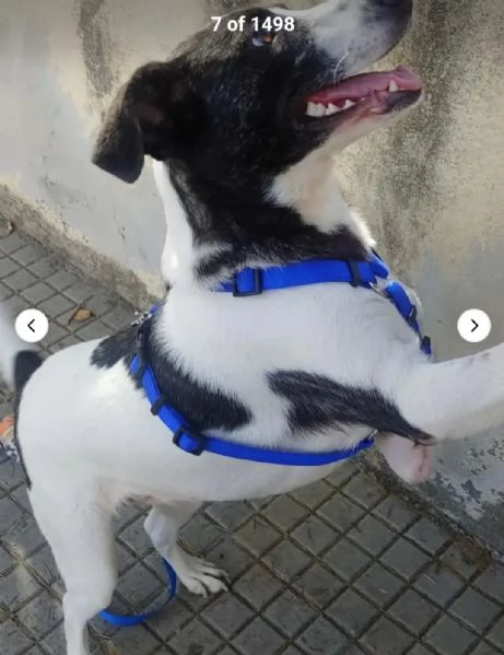 Femmina 3anni TRIPODE URGENTE STALLO IN TUTTA ITALIA | Foto 2