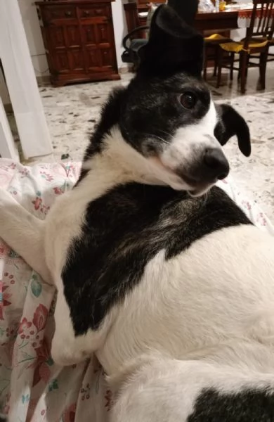 Luce femmina 3anni kg15 TRIPODE URGENTE STALLO SARDEGNA | Foto 1