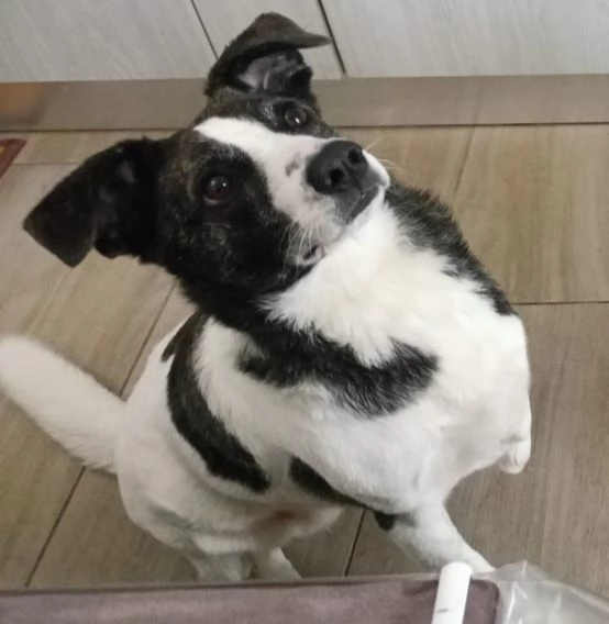 Luce femmina 3anni kg15 TRIPODE URGENTE STALLO SARDEGNA | Foto 0