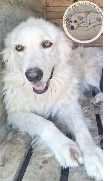 Dea mix Maremmana occhi ambra bellissima COSENZA