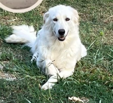 Dea mix Maremmana occhi ambra bellissima COSENZA | Foto 1