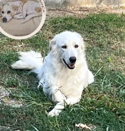 Dea mix Maremmana occhi ambra bellissima COSENZA | Foto 0