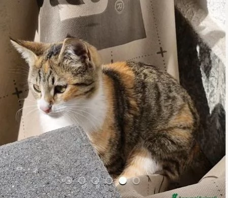 Micina tigrata tricolore 5mesi e nera/bianca 5mesiVOGHERA 