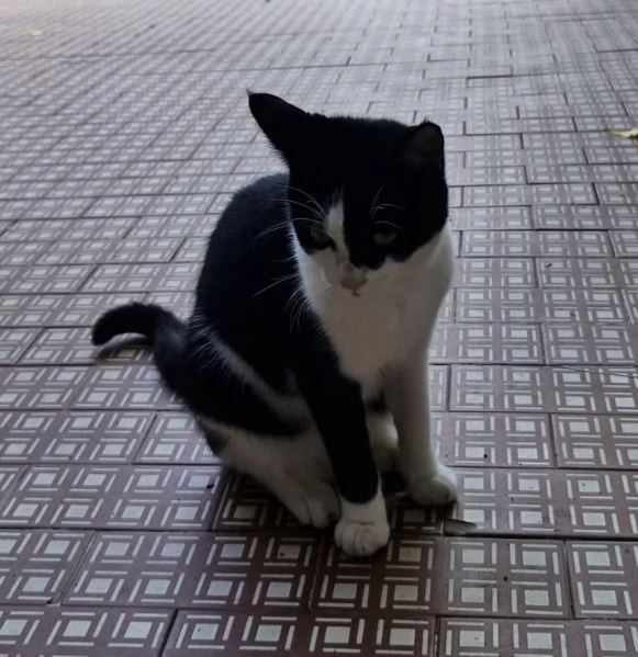 Micina tigrata tricolore 5mesi e nera/bianca 5mesiVOGHERA  | Foto 2