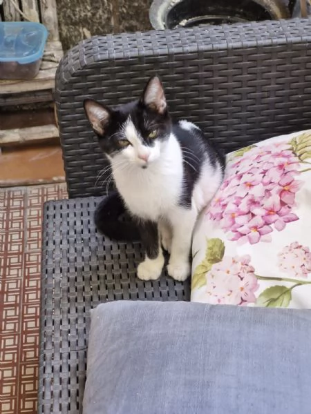 Micina tigrata tricolore 5mesi e nera/bianca 5mesiVOGHERA  | Foto 1