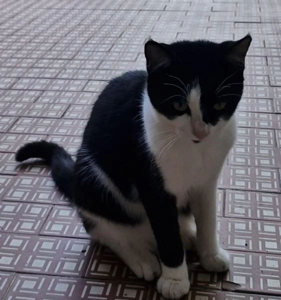 Micina tigrata tricolore 5mesi e nera/bianca 5mesiVOGHERA  | Foto 0