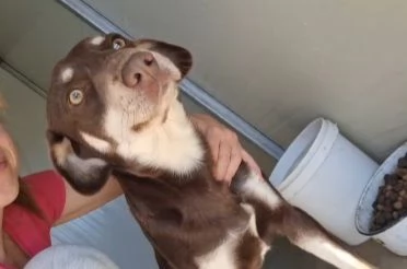 Tommy 2anni media contenuta marrone occhi ambra