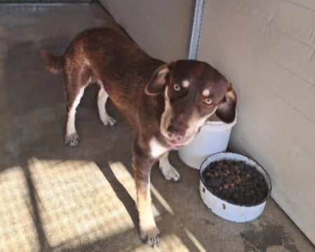 Tommy 2anni media contenuta marrone occhi ambra | Foto 1