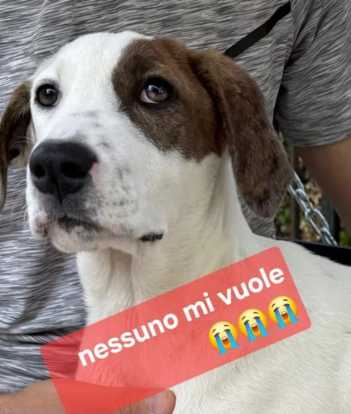 Nocciolino e Mary quasi 5mesi INVISIBILI! SICILIA | Foto 3