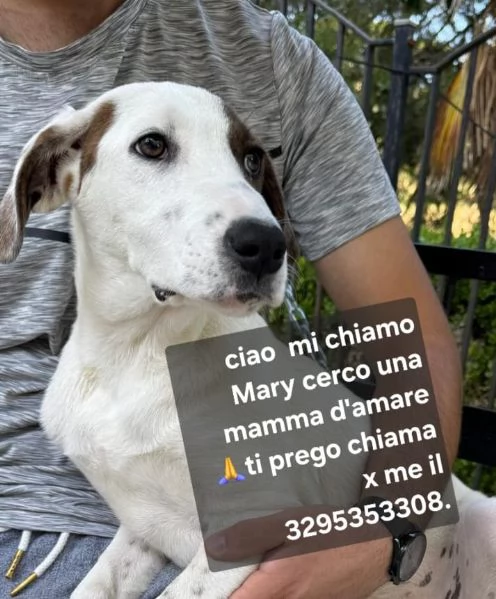 Nocciolino e Mary quasi 5mesi INVISIBILI! SICILIA | Foto 2