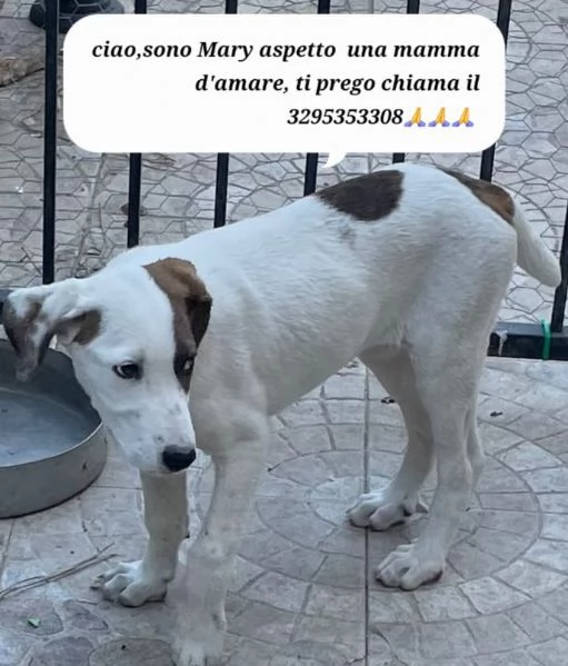 Nocciolino e Mary quasi 5mesi INVISIBILI! SICILIA | Foto 1