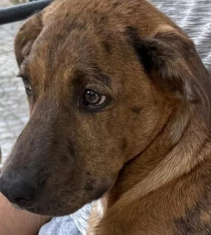 Nocciolino e Mary quasi 5mesi INVISIBILI! SICILIA | Foto 0