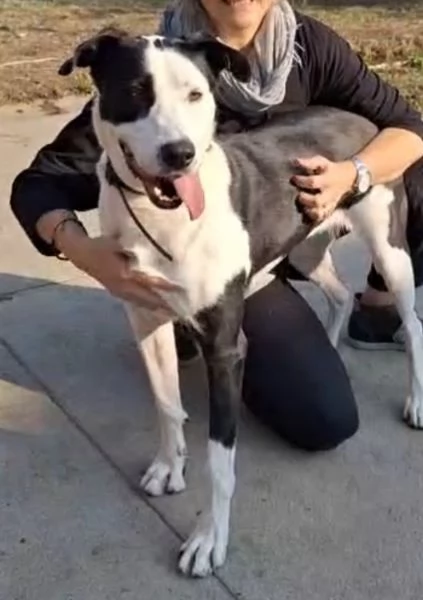 Teky mix Amstaff femmina 4anni e 1/2 in canile da oltre 3anni