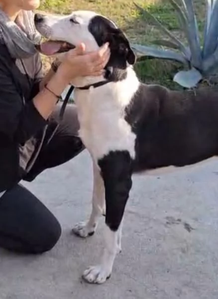 Teky mix Amstaff femmina 4anni e 1/2 in canile da oltre 3anni | Foto 6