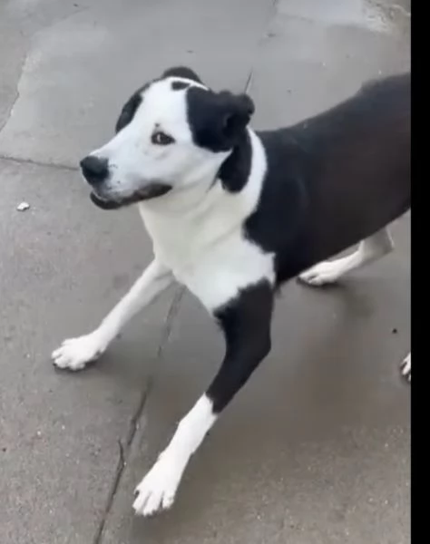 Teky mix Amstaff femmina 4anni e 1/2 in canile da oltre 3anni | Foto 5