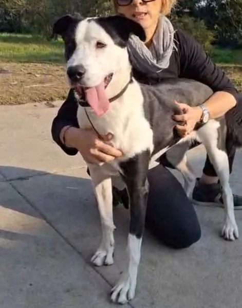 Teky mix Amstaff femmina 4anni e 1/2 in canile da oltre 3anni | Foto 4