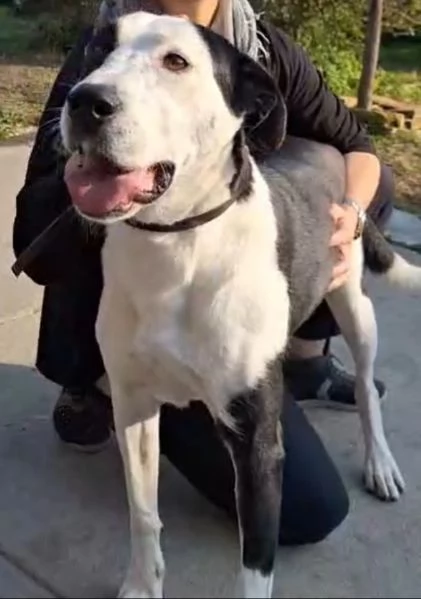Teky mix Amstaff femmina 4anni e 1/2 in canile da oltre 3anni | Foto 3